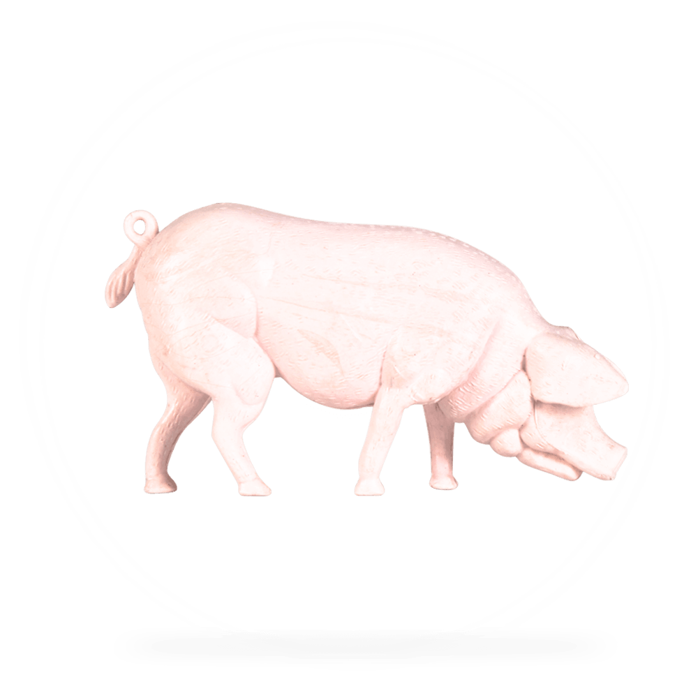 Pig