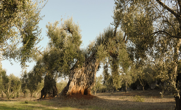 Arbre
