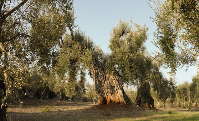Arbre