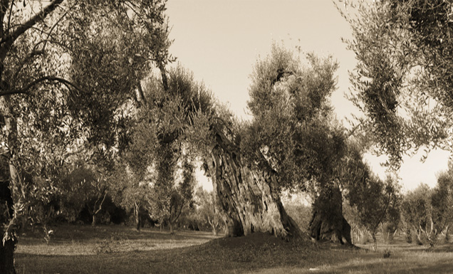 Arbre